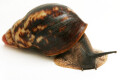 Archachatina marginata ssp Cameroon 5 adult